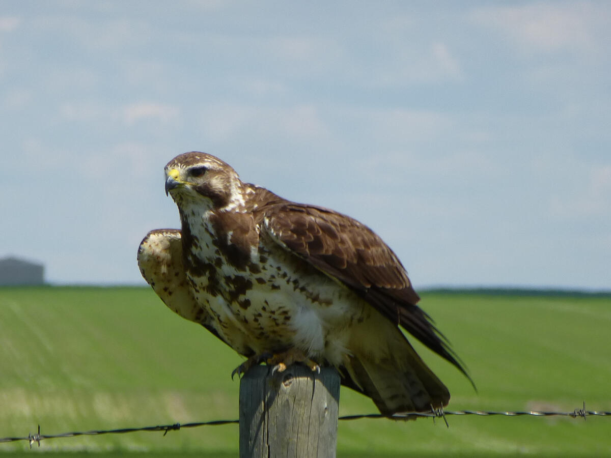 Graphic design project to product a first day cover of a Canadian stamp. 2023, Illustrator and Photoshop.